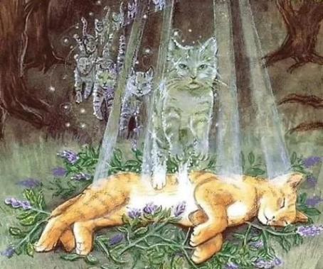 Ame des animaux 22