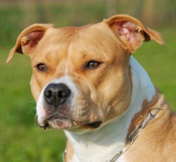 American staffordshire terrier 657