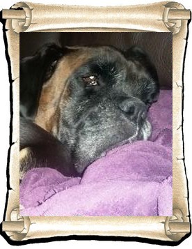 Brutus 3