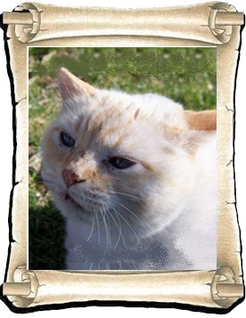 Caramel 2