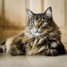 Chat 6