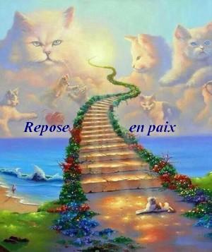 Chat paradis
