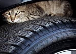 Chat voiture 1