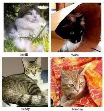 Chats 1