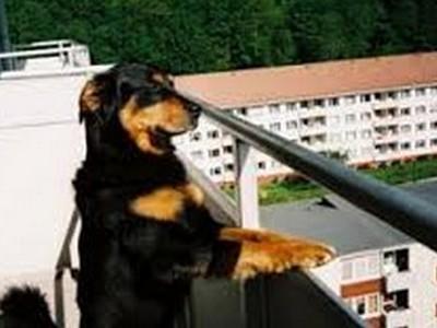 Chien appart