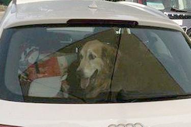 Chien dans voiture au soleil