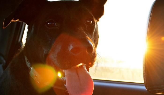 Chien dans voiture