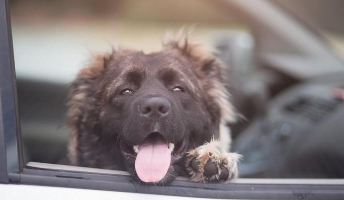 Chien enferme dans une voiture