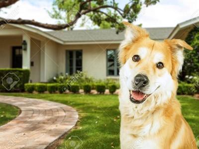Chien maison