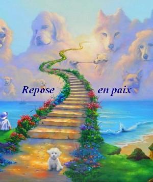 Chien paradis 1