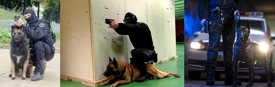 Chien police 12