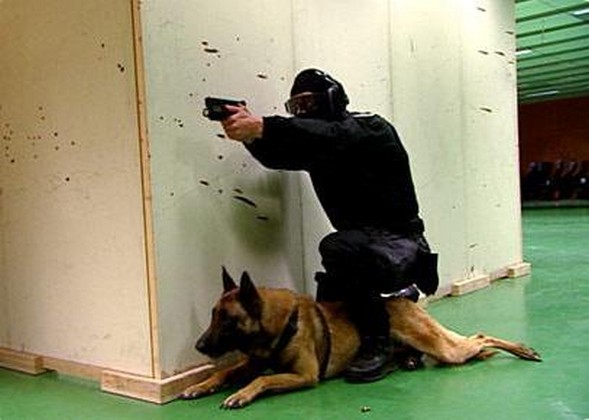 Chien police 20