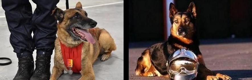 Chien pompiers 12jpg
