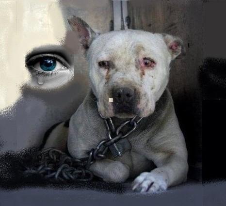 Chien triste 2