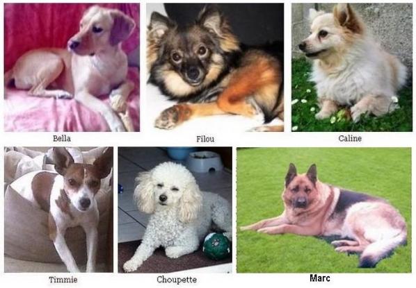 Chiens 2