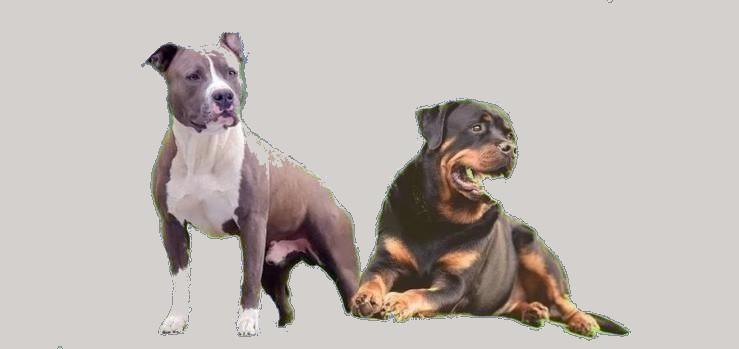 Chiens categorie 3