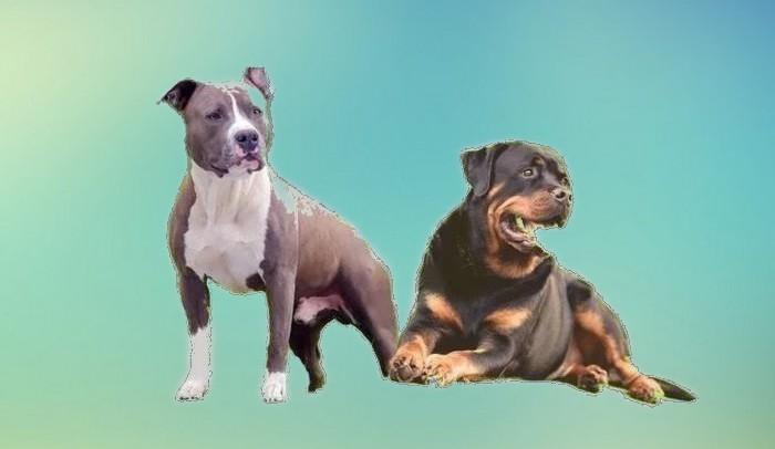 Chiens categories