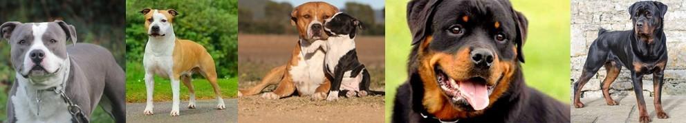 Chiens categorises 2