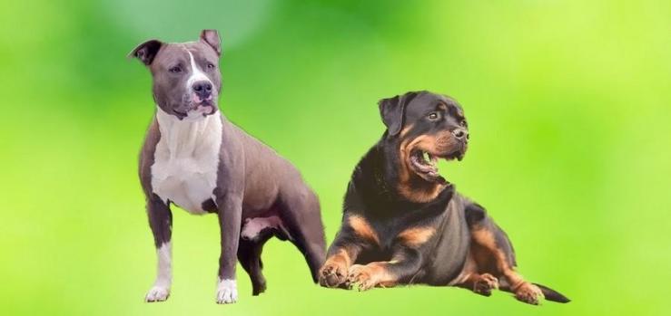 Chiens categorises 6