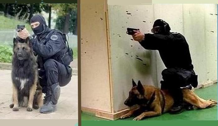 Chiens police entete