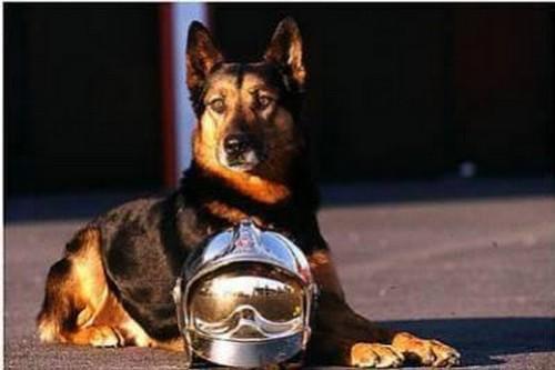 Chiens pompers 2