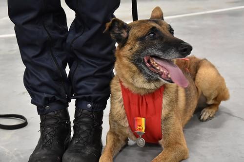 Chiens pompiers 1