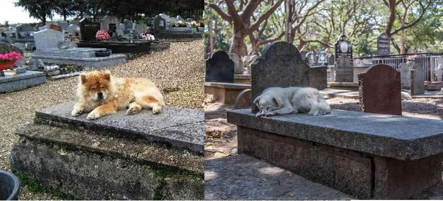 Chiens sur la tombe de
