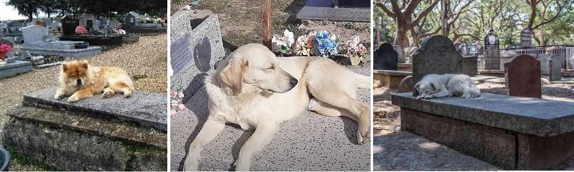 Chiens sur la tombe