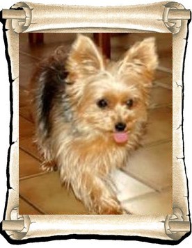 Chipie 8