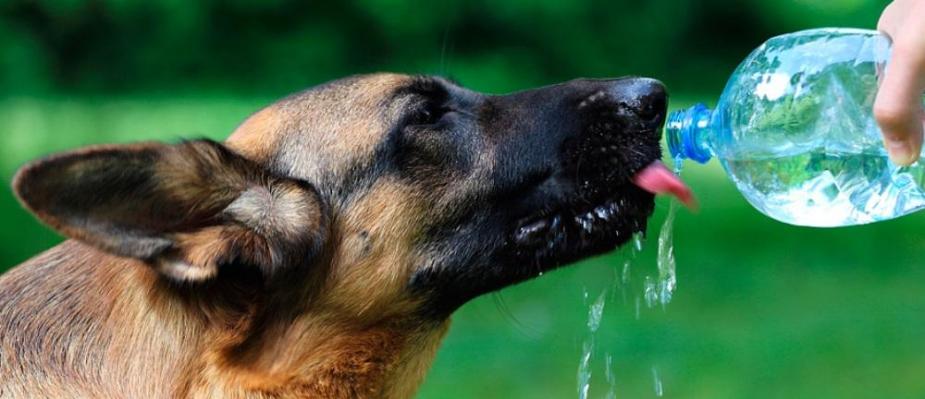 Coup chaleur animaux 880x380 2