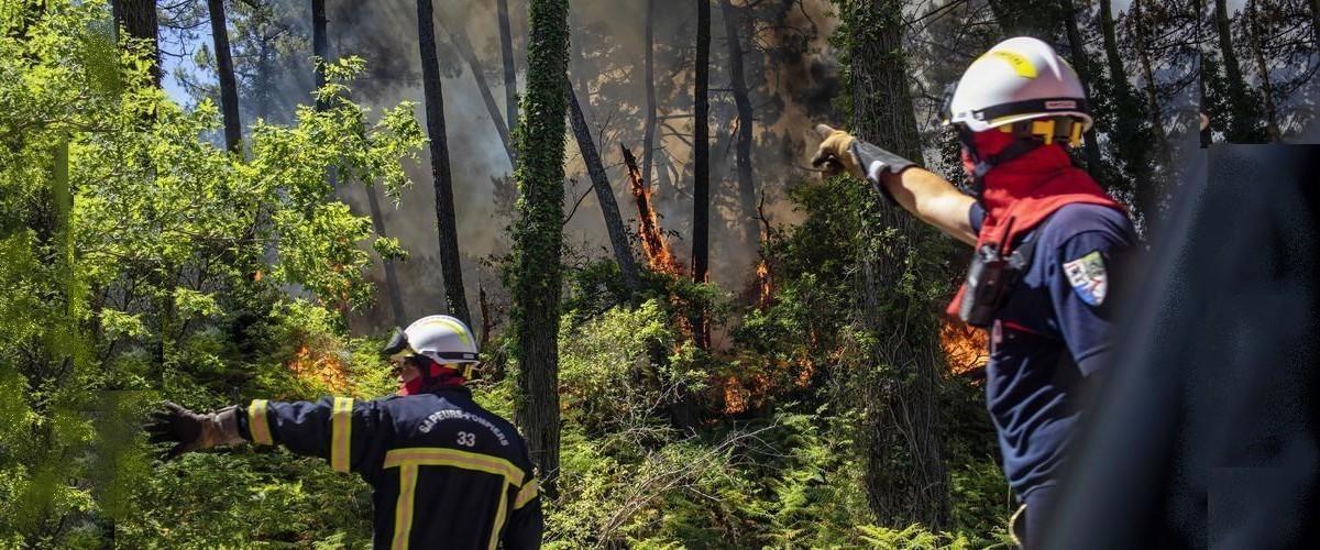 Feu de foret