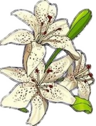 Fleur182 inpixio