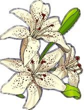 Fleur182
