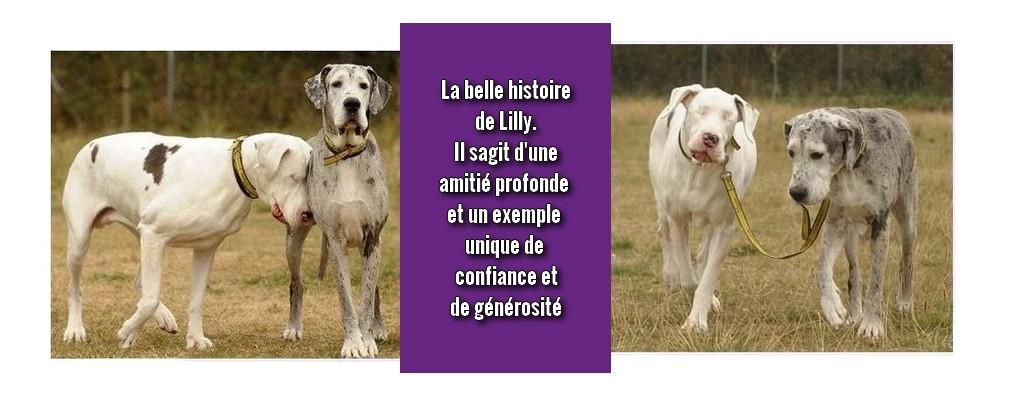 Histoire de lilly inpixio 4