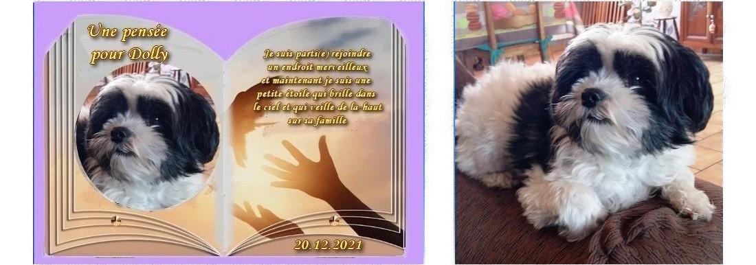 Hommage dolly inpixio