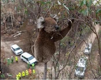 Koala 2