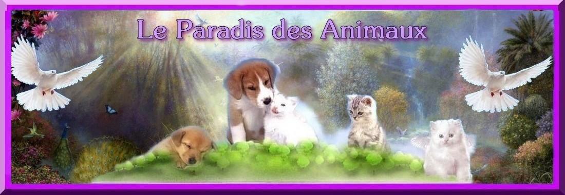 Le paradis des animaux 2
