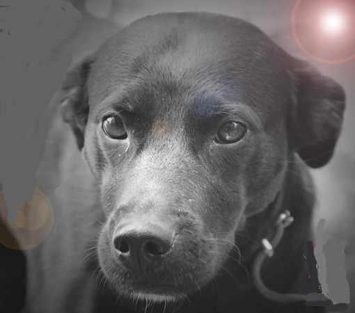 Les chiens 22