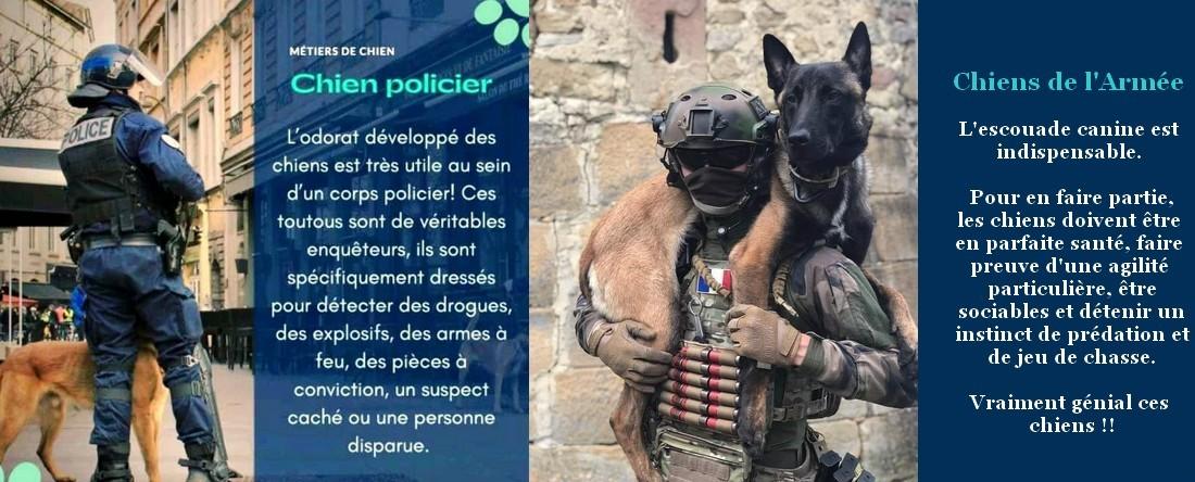 Metier chien policier