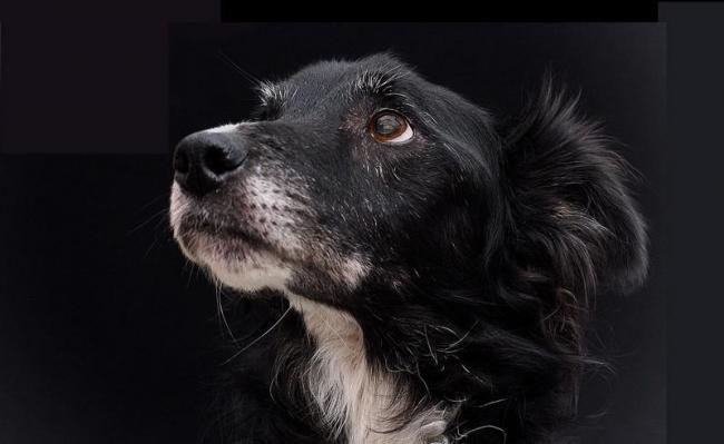 Mon chien