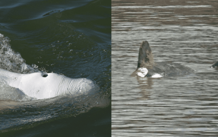 Orque et beluga