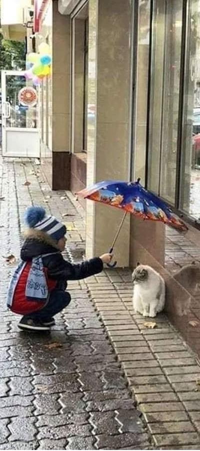 Petite fille et chat