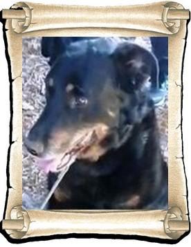 Rex 2