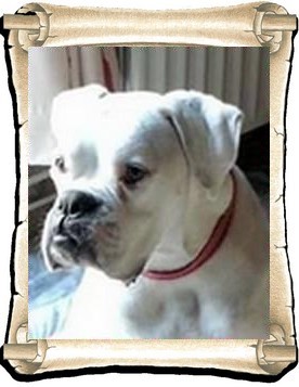 Sammy 2