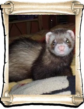 Spyck 1