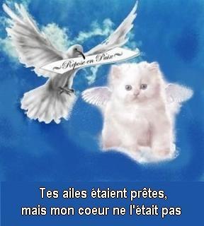 Tes ailes 1