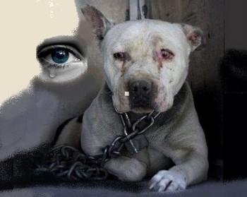Tristesse d un chien 33