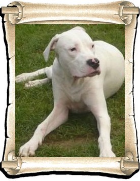 Tyson 1
