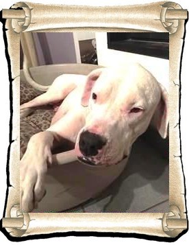 Tyson 2