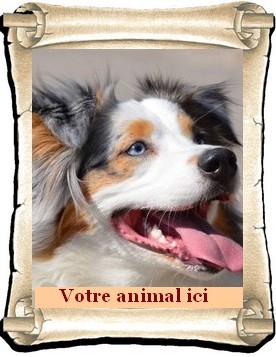 Votre animal ici